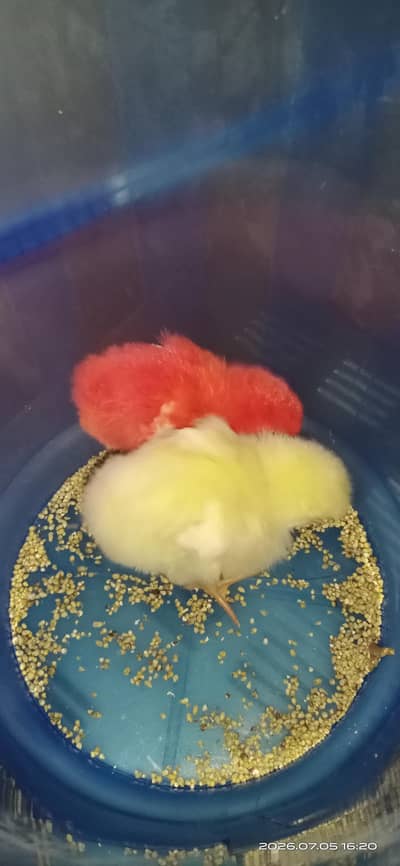 farme hens chicks hai 7 days ke hai dono pair hai