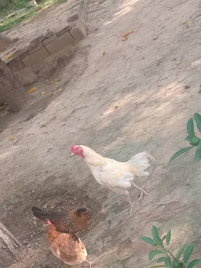Aseel hens and roaster for sale