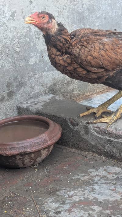 Aseel Pair with chicks