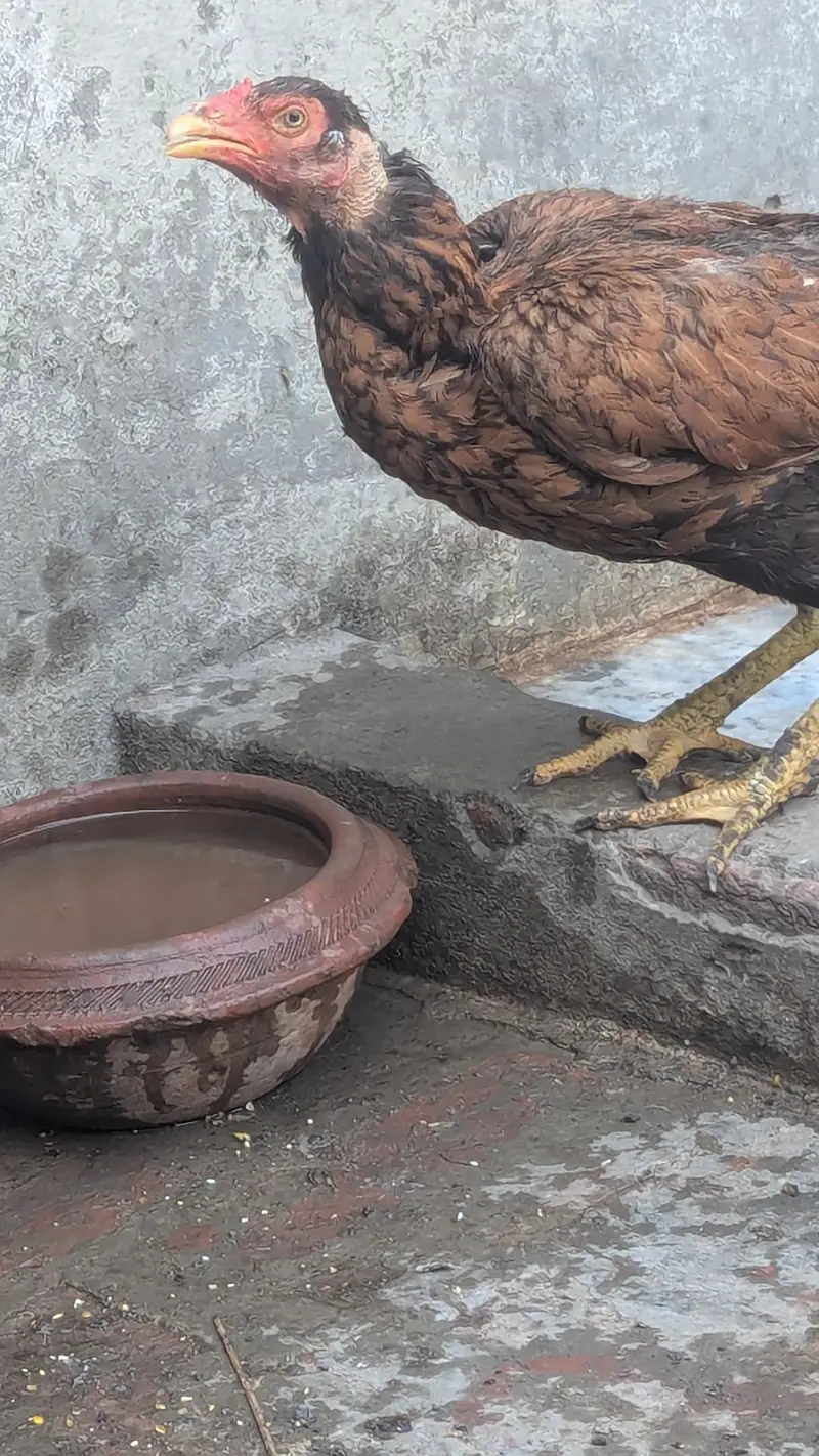 Aseel Pair with chicks