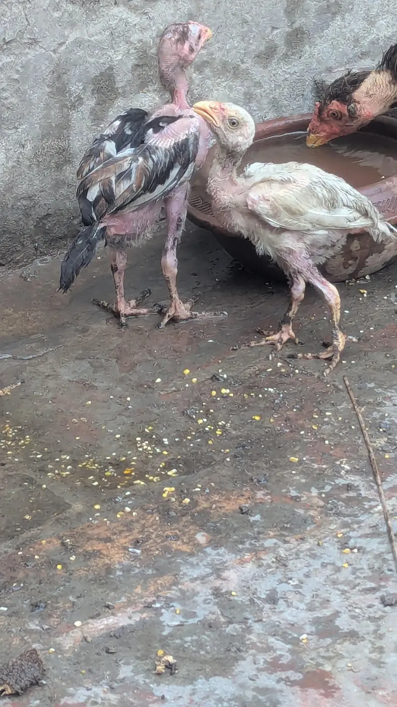 Aseel Pair with chicks — photo 2