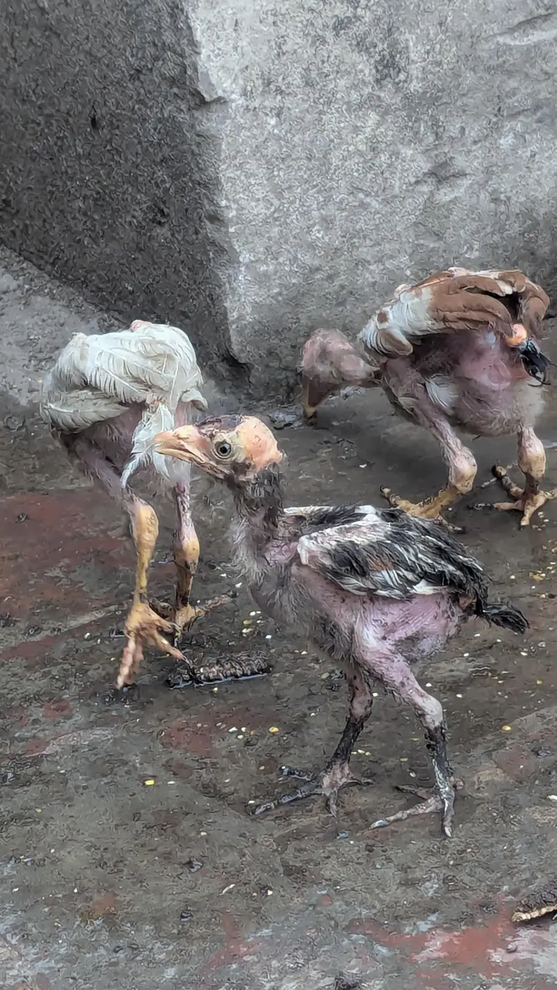 Aseel Pair with chicks — photo 3