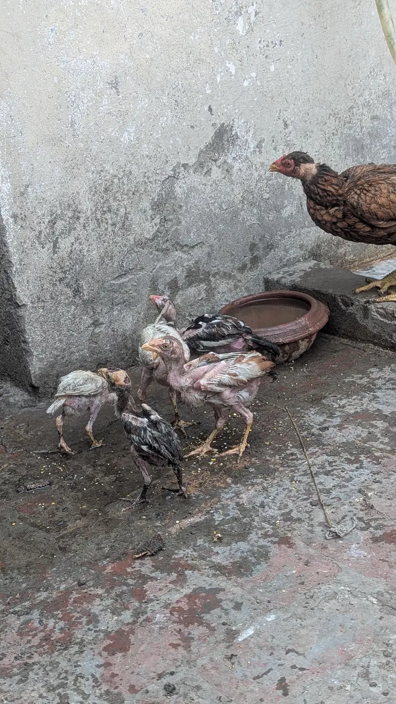 Aseel Pair with chicks — photo 4