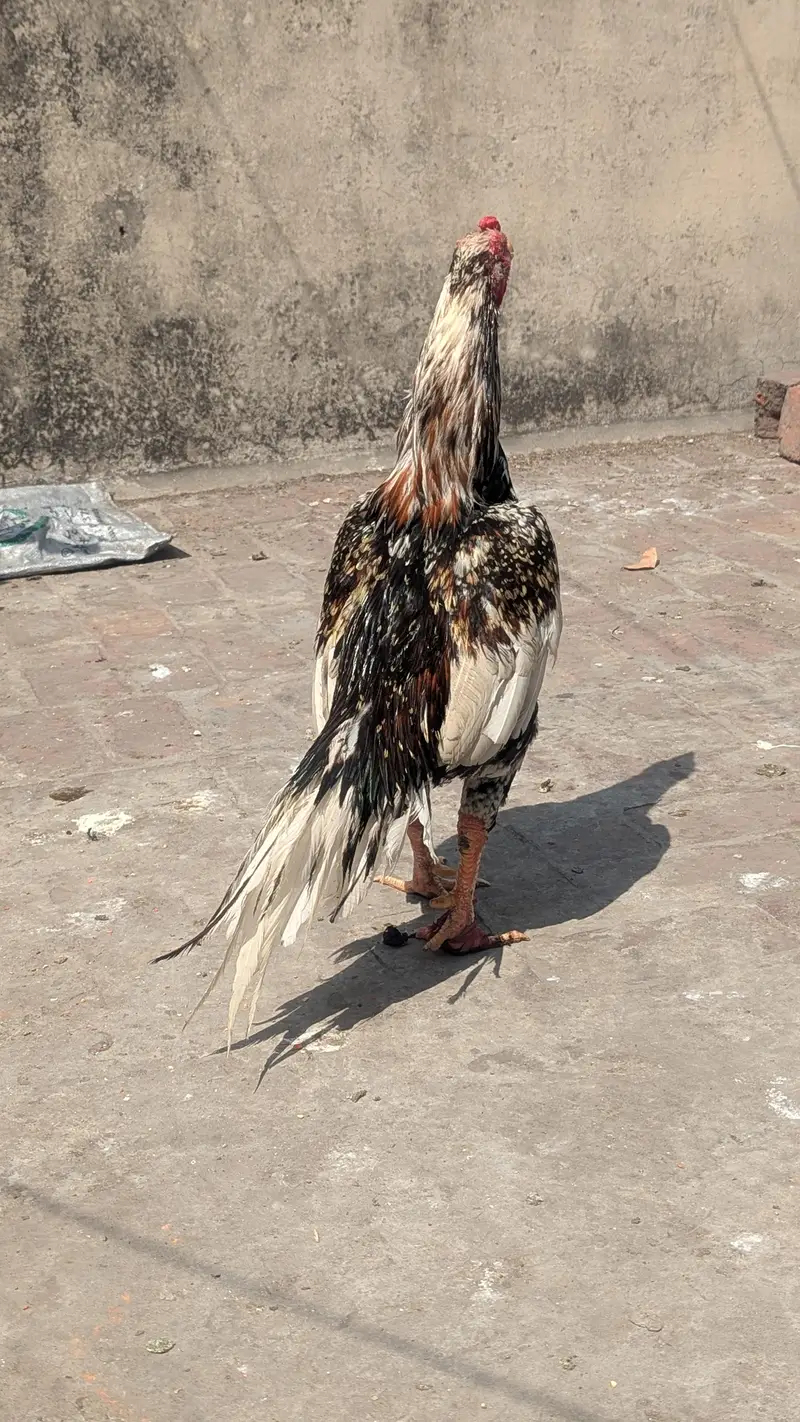 Aseel Pair with chicks — photo 5