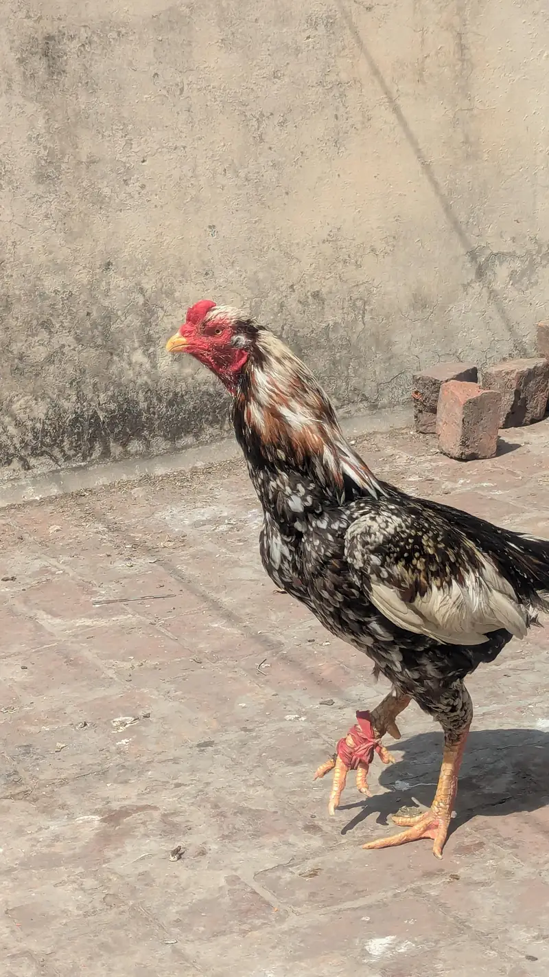 Aseel Pair with chicks — photo 6