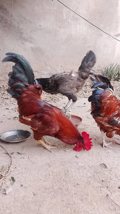2 male 2 female  for sale