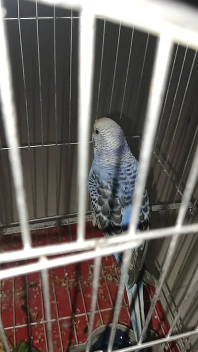 young male Australian Budgie parrot