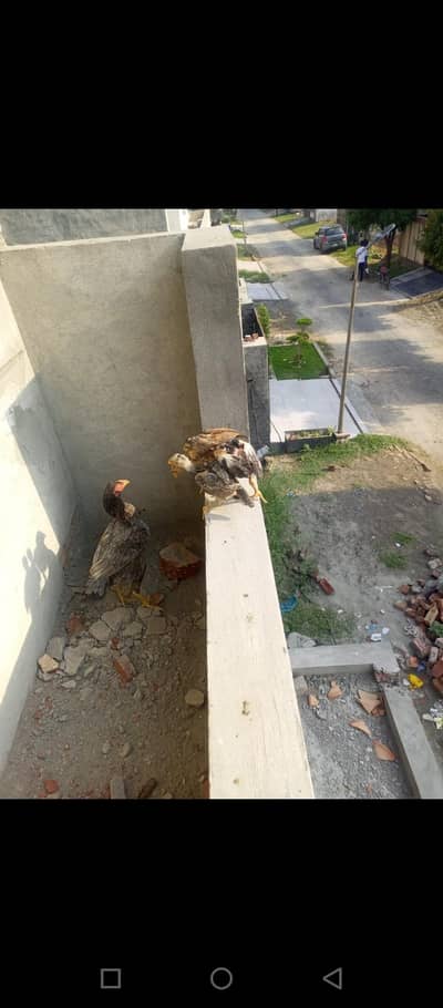 Aseel  famale And 3 Chicks
