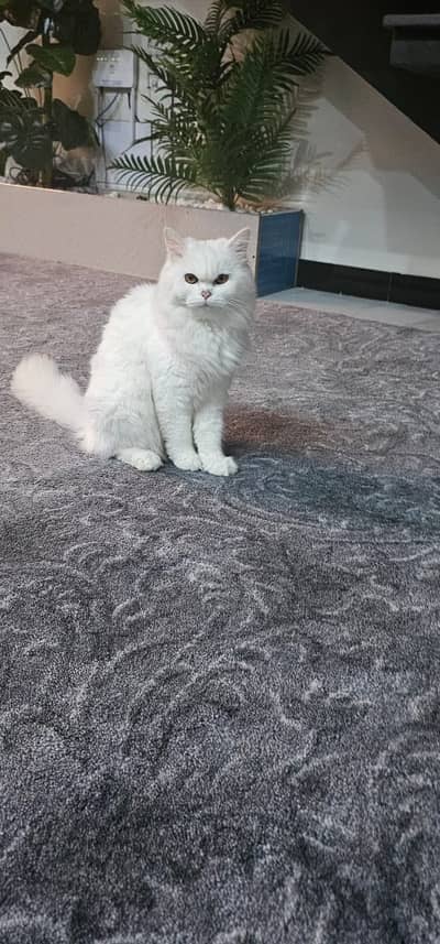 Cat for sale