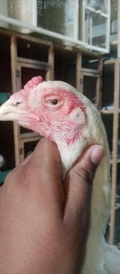 aseel shamo for sale