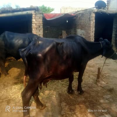 Chota and Hamla Bhahence