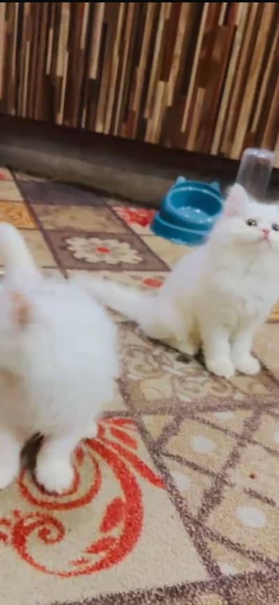 Female kitten forty five days punch face triple twenty