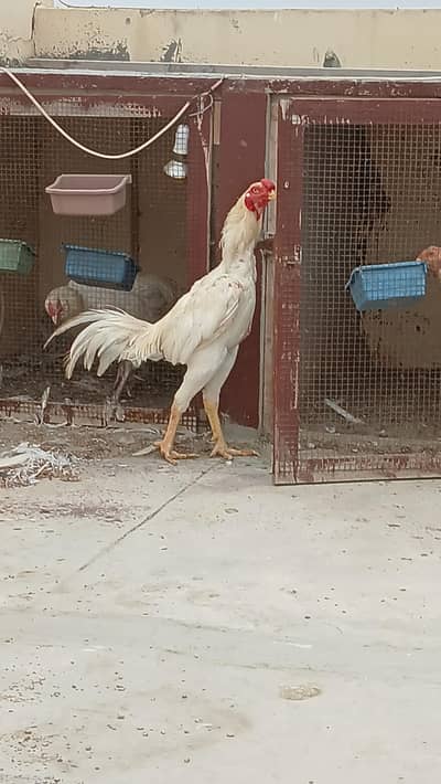 Qandhari Parrot Beak 