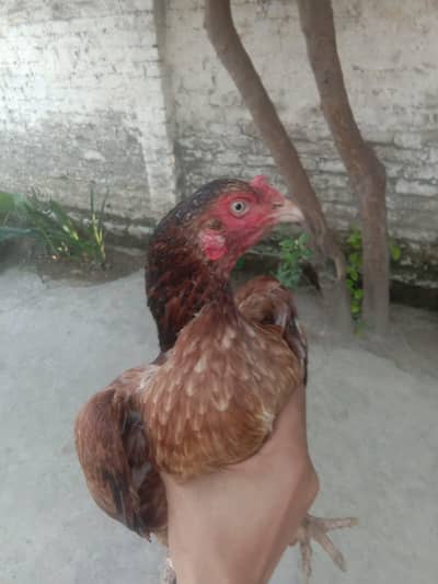 lakhi aseel egg laying