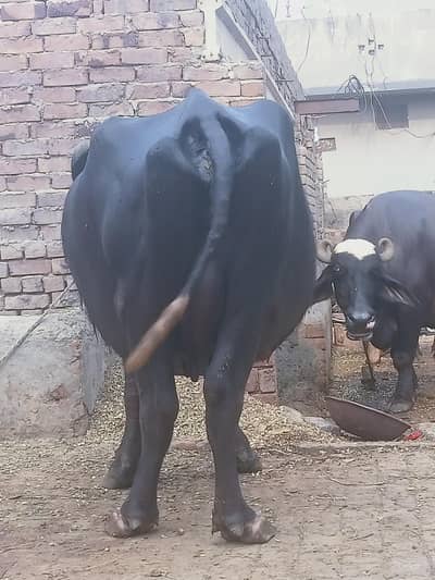 buffalo Sath kata