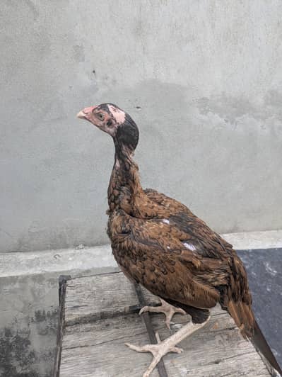 my home breed Madaari blood 03164912463