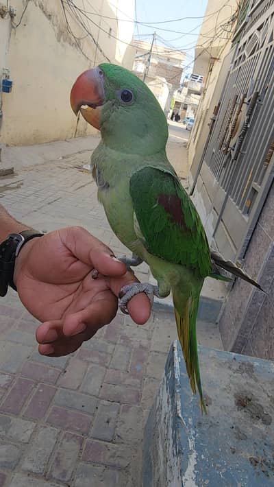 Healthy parrot on self feed