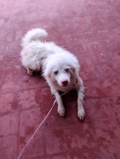 Russian dog hai