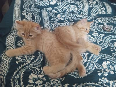 Triple coat Persian male and female kitten
