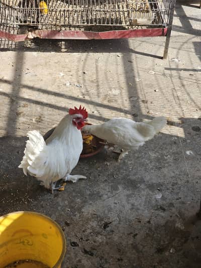 bantam & Japanese