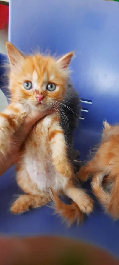 persian kittens for sale (03102044458)