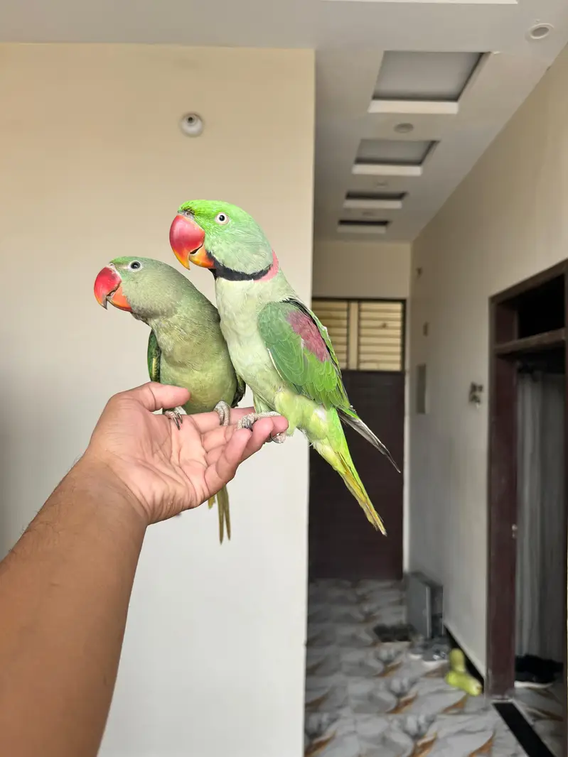 Rew Male Hand Tame & Rew Chick Hand tame