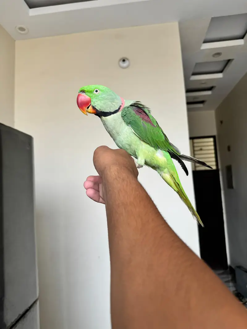 Rew Male Hand Tame & Rew Chick Hand tame — photo 2