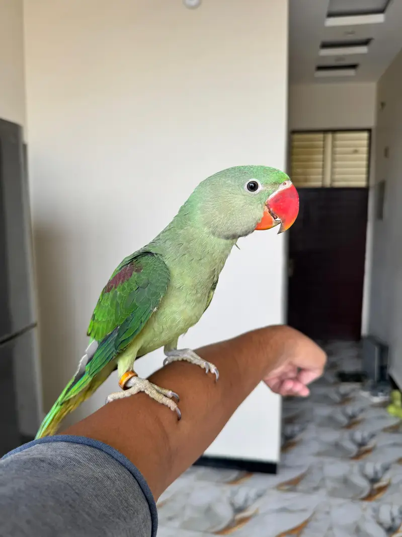 Rew Male Hand Tame & Rew Chick Hand tame — photo 3