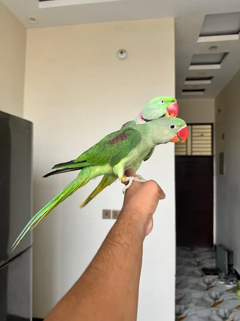 Rew Male Hand Tame & Rew Chick Hand tame — photo 4