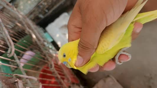 under exhibition breeder male for sale hy