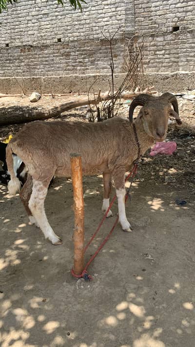 RAM sheep