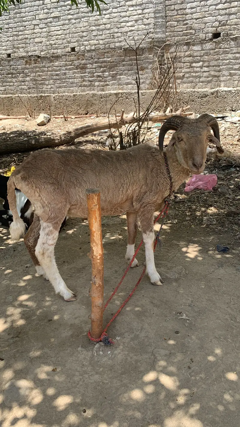 RAM sheep