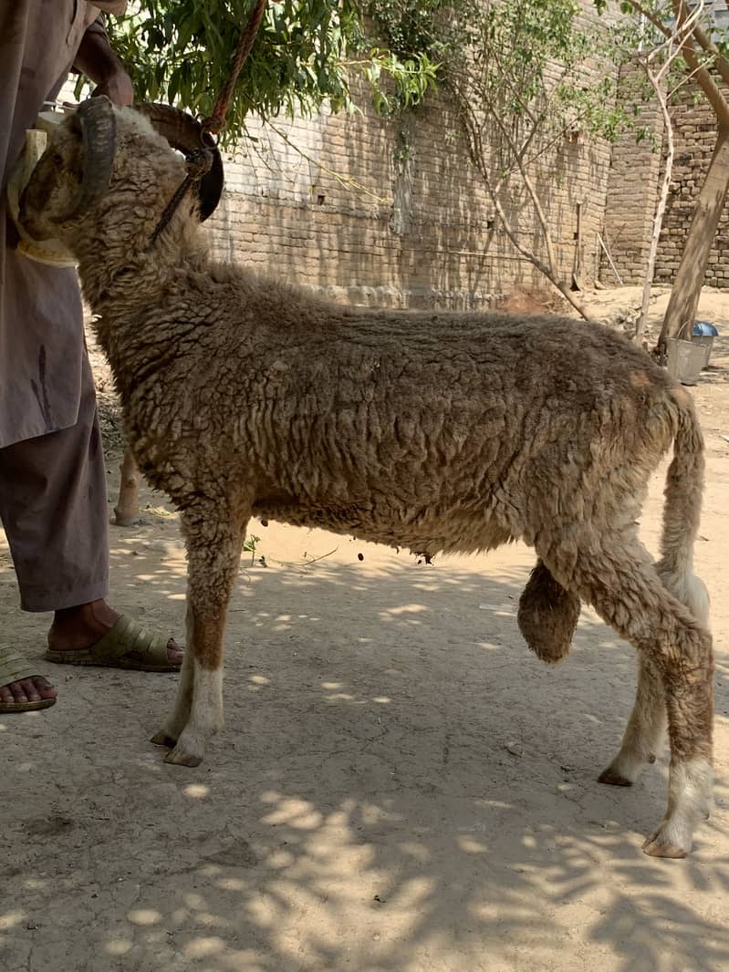RAM sheep 1