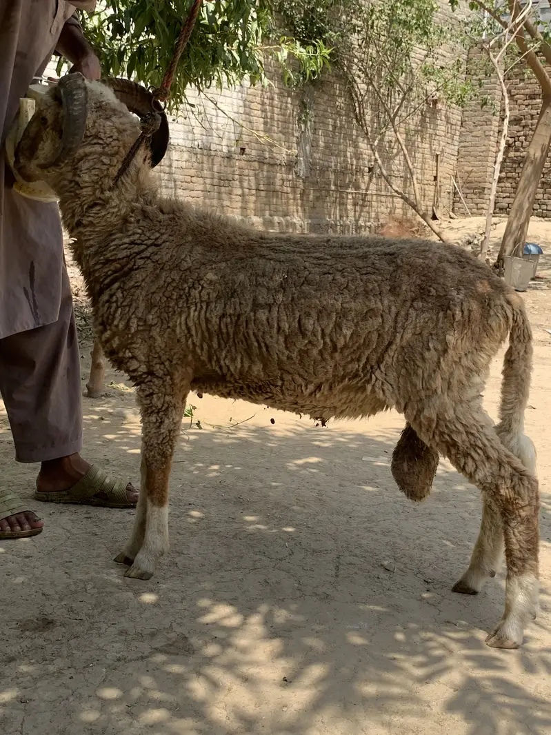 RAM sheep — photo 2