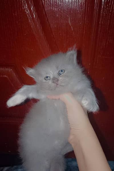 Healthy & Playful Cats Available  | Loving Pets