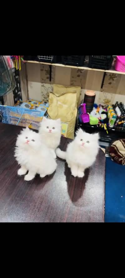 persian cat for sale MywatsapppNumber 0320-19-06-573