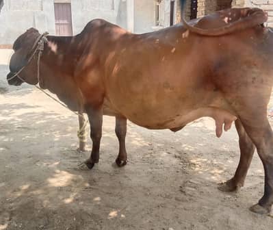Sahiwal-Walayti Mix Gabhan cow
