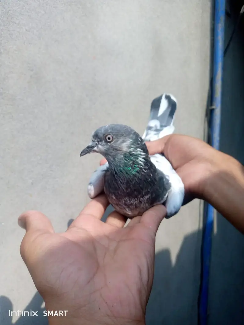 female forsale 03705933305 WhatsApp — photo 2