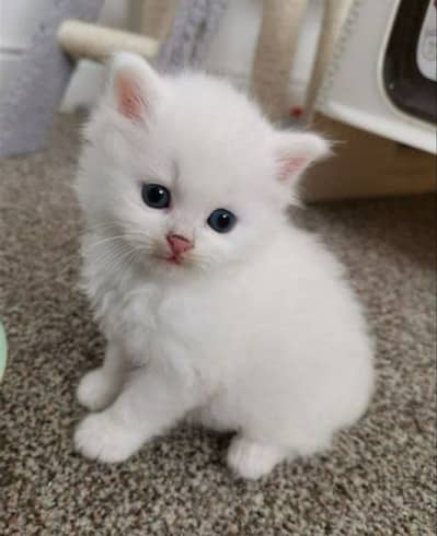 Persian cat kitten