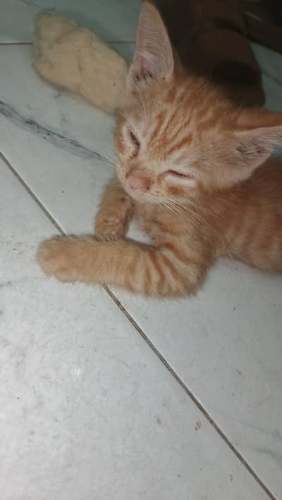 6 kittens  of persion mother cat