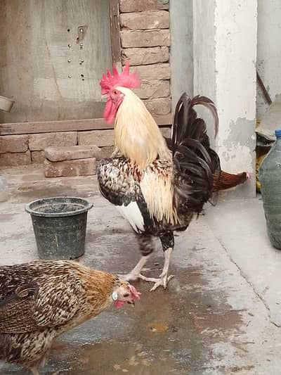 Desi murga For Sale