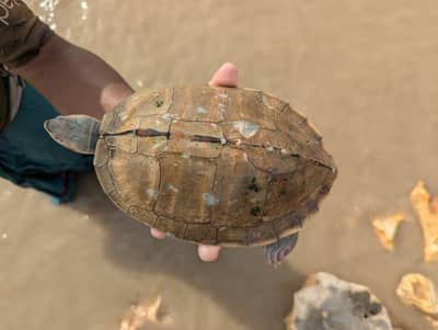 Turtle for sale
