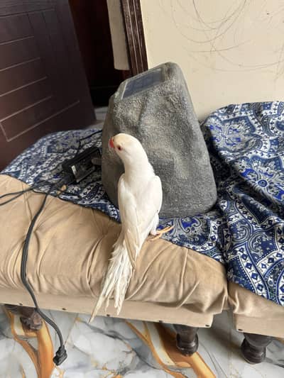 White Ringneck Patta & Sun Conure flight time