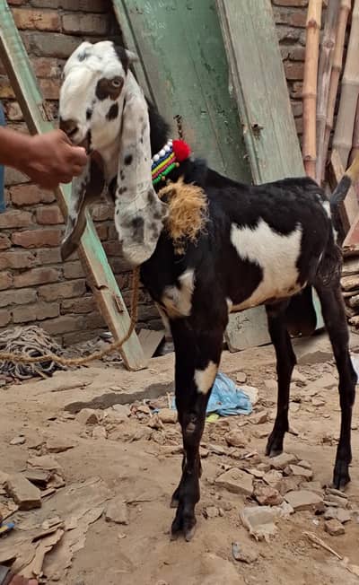 Desi Bakra