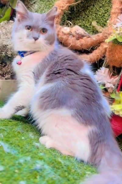 Persian cat  triple coat Punch face face WhatsApp number 03281008492