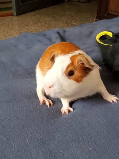 Guinea pigs