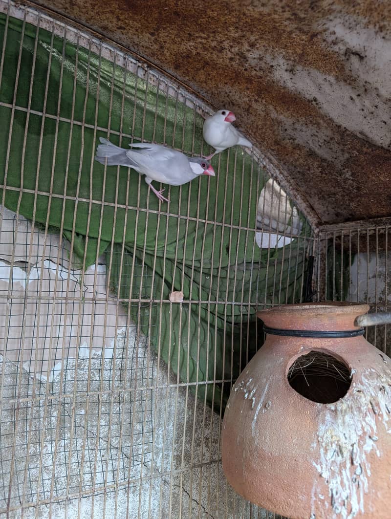 Java Finch 0