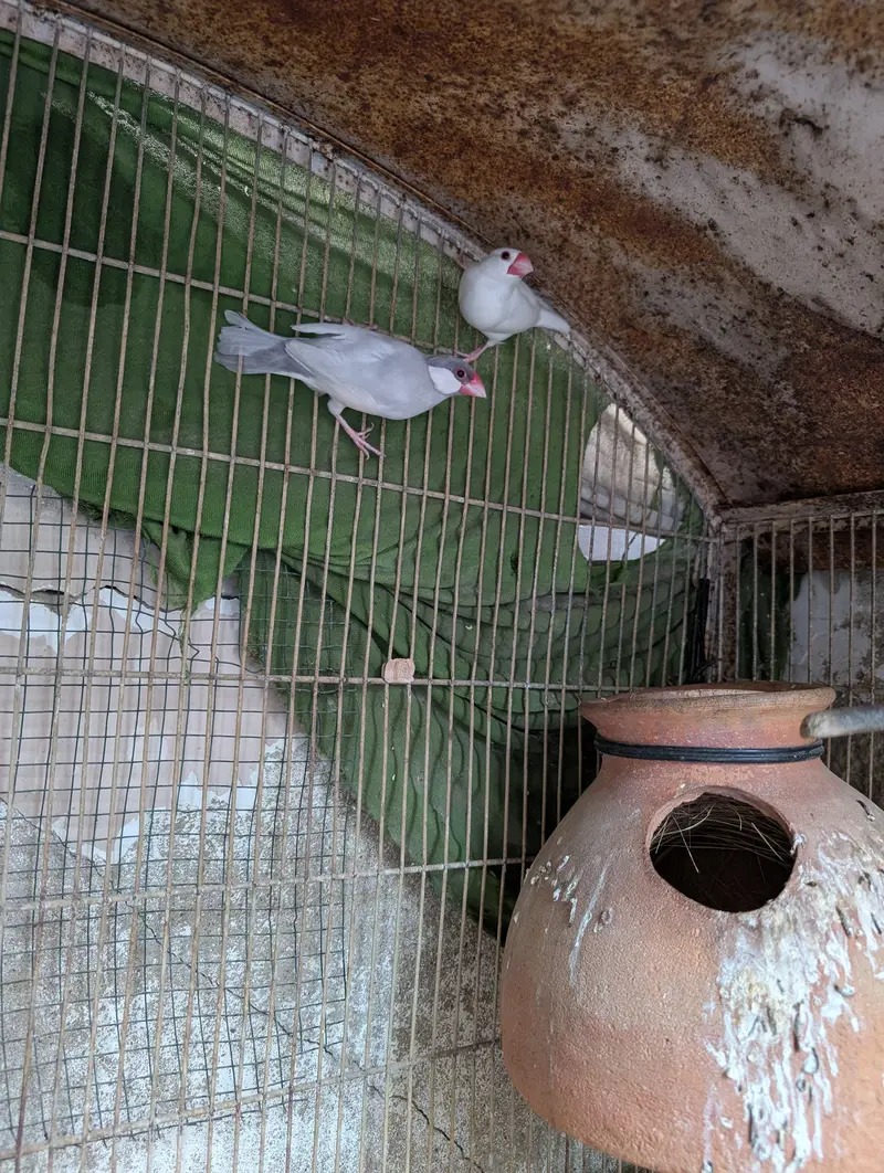 Java Finch