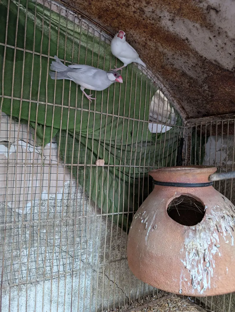 Java Finch — photo 2