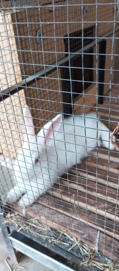 Angora rabit  Pair 